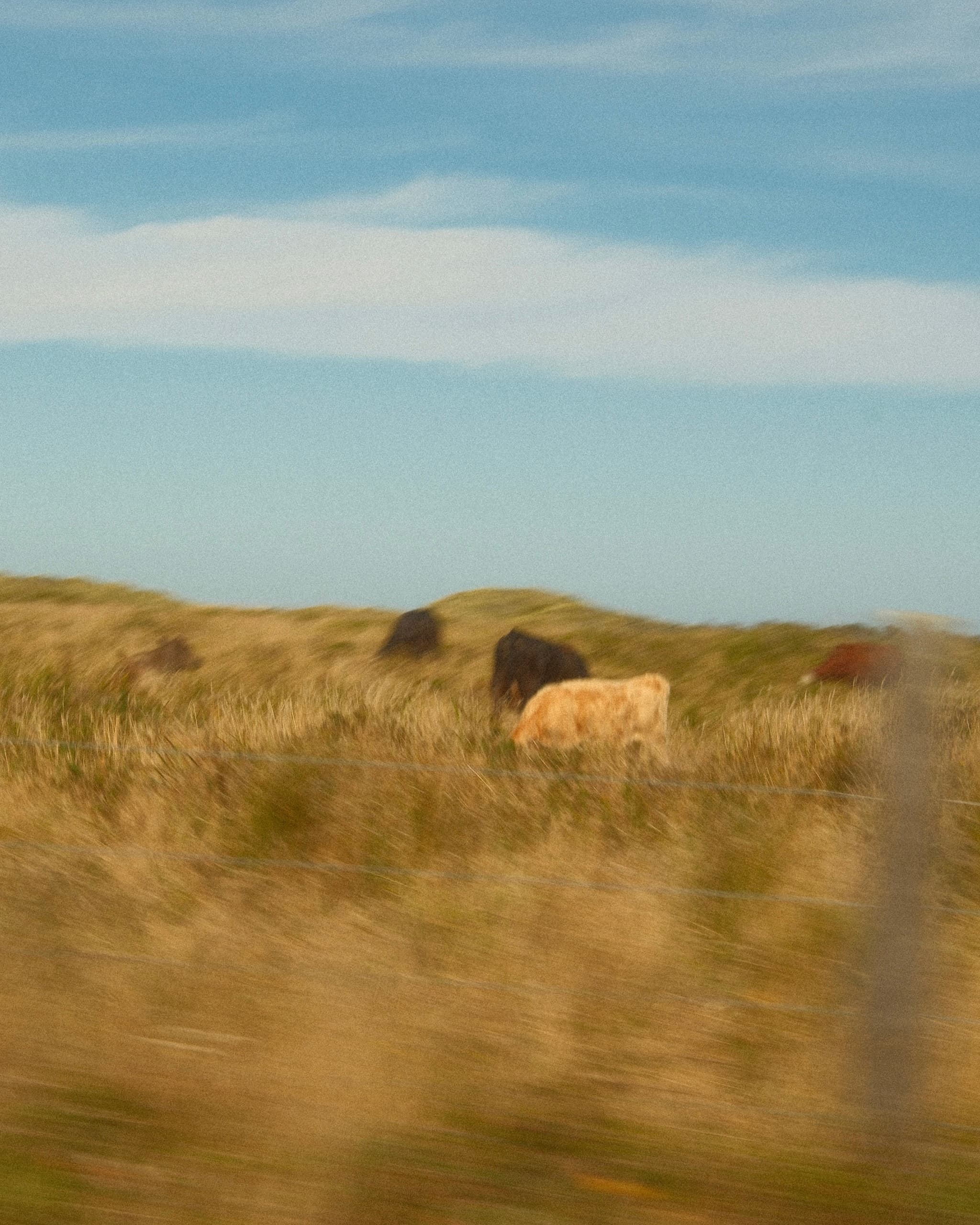 Point Reyes, California